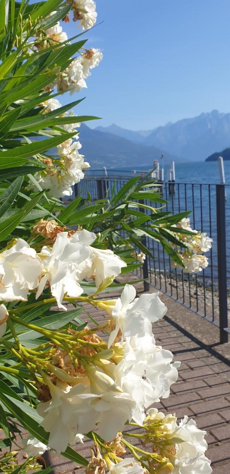 Residence Laguna Beach Pianello Del Lario Dış mekan fotoğraf