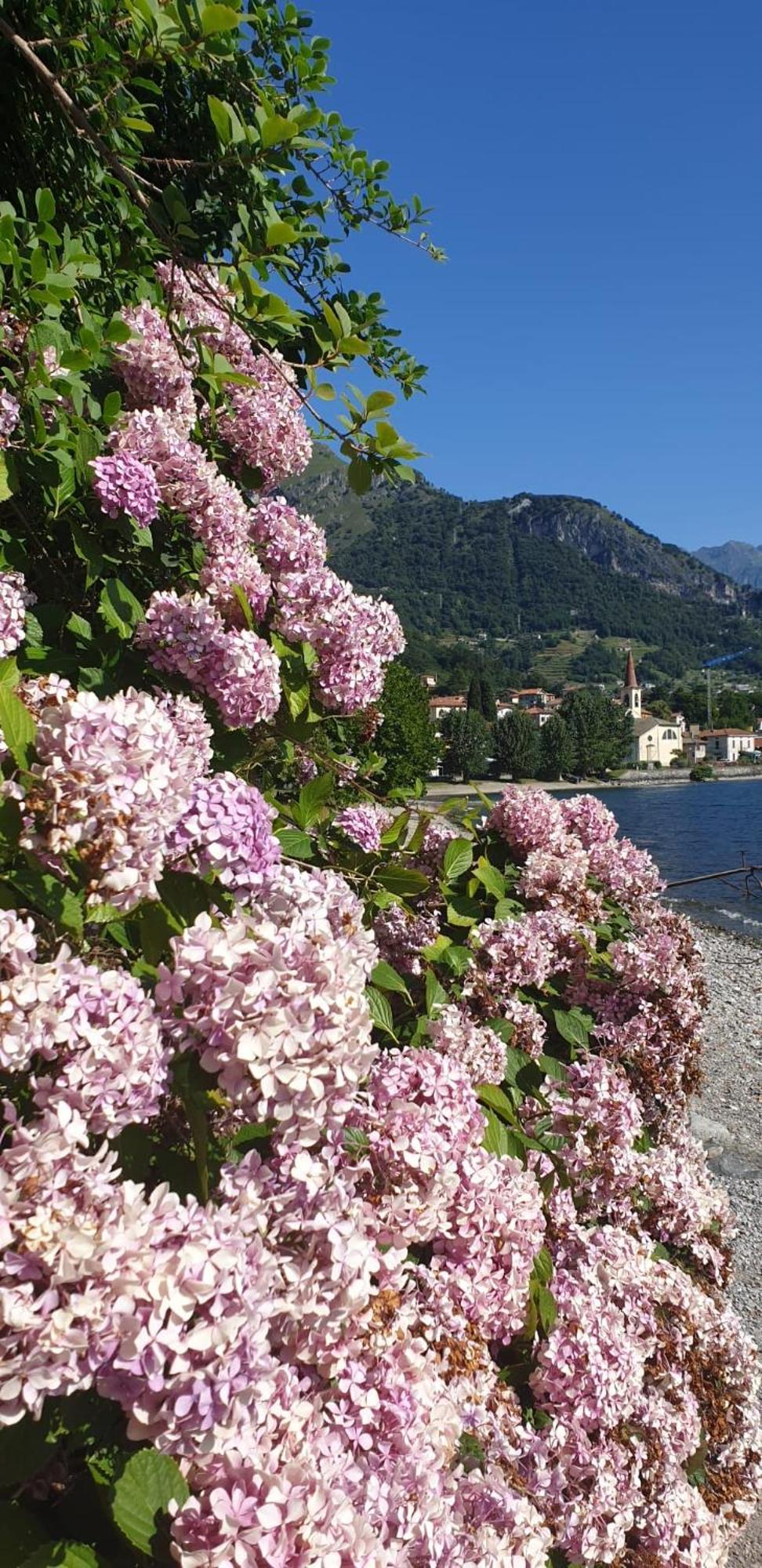 Residence Laguna Beach Pianello Del Lario Dış mekan fotoğraf